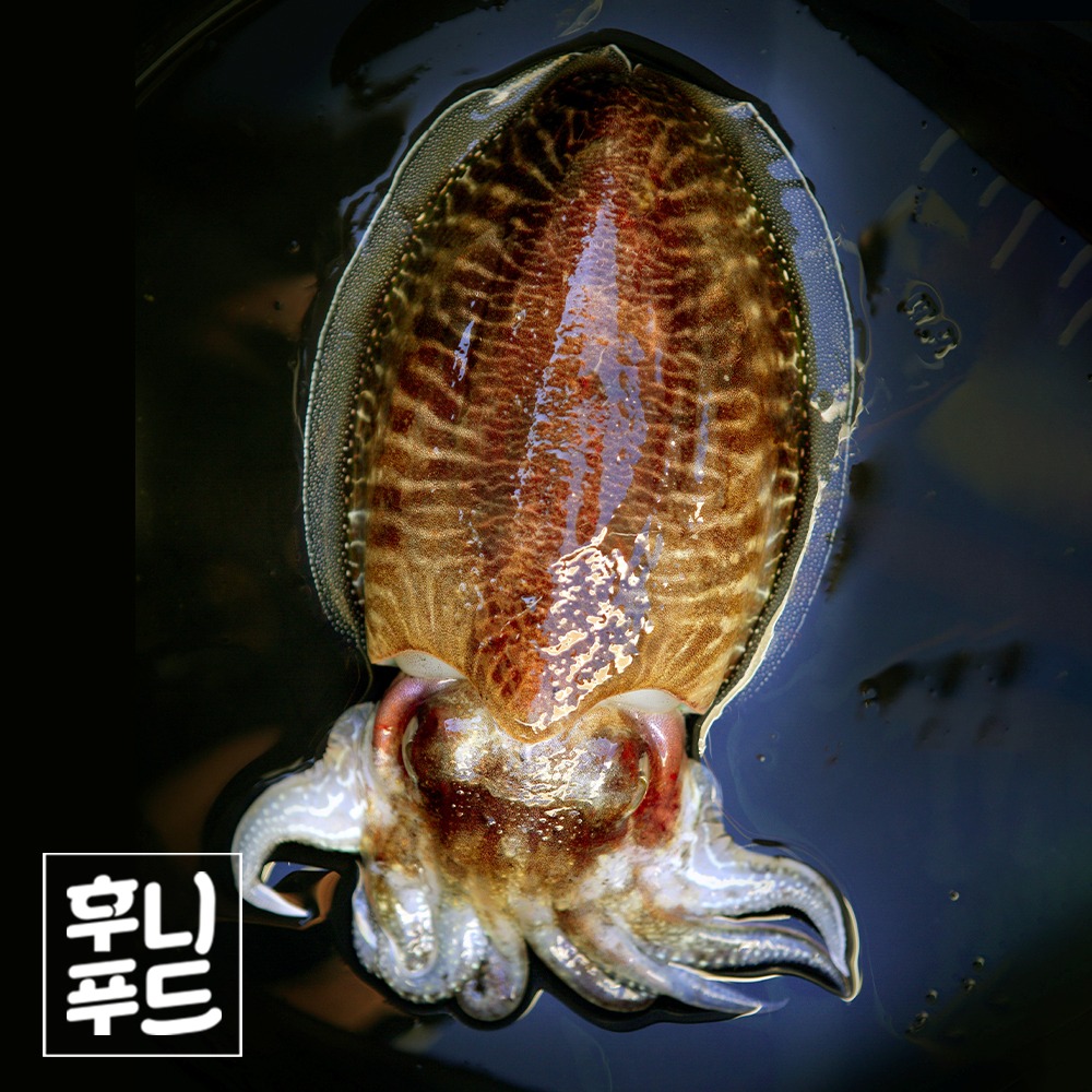 [급냉] 서천 생물 갑오징어 5~9마리 1kg 내외★ 2k 이상 주문